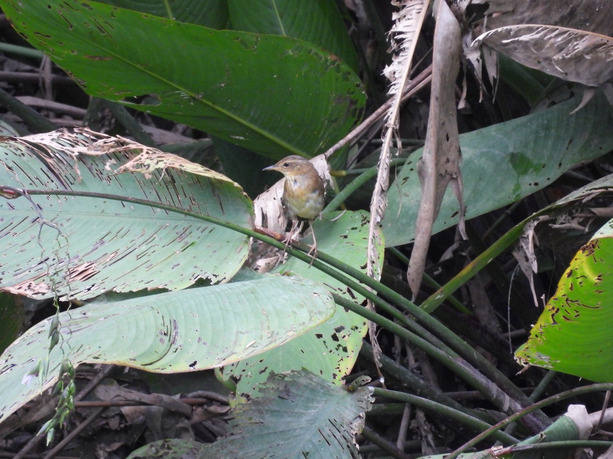 シベリアセンニュウ - ML643732317