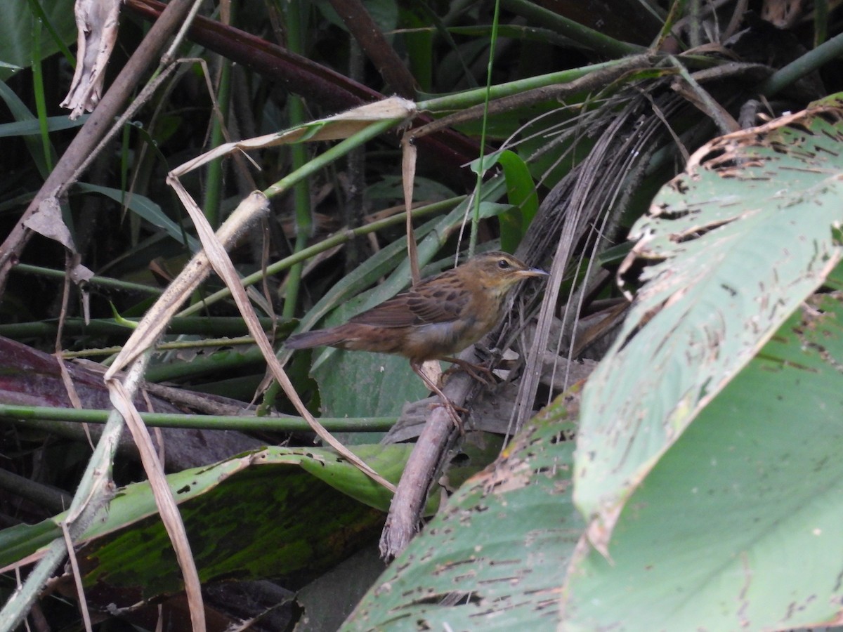 シベリアセンニュウ - ML643732318