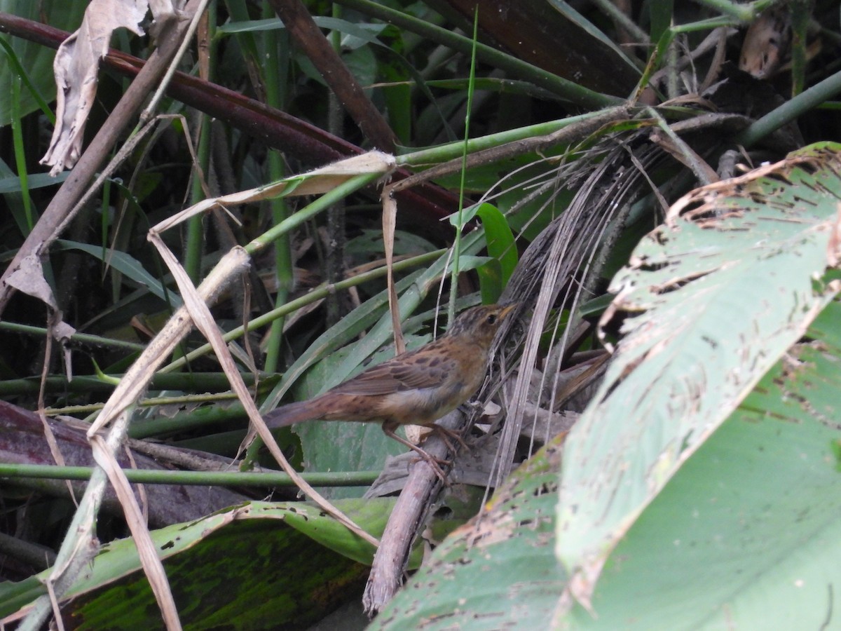 シベリアセンニュウ - ML643732319