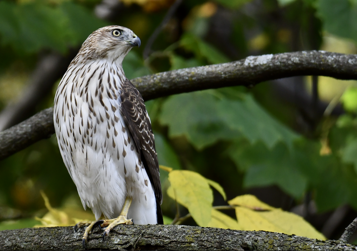 Cooper's Hawk - ML643732328