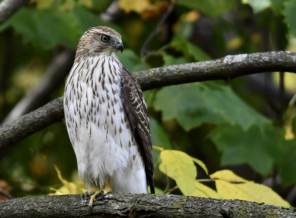 Cooper's Hawk - ML643732329