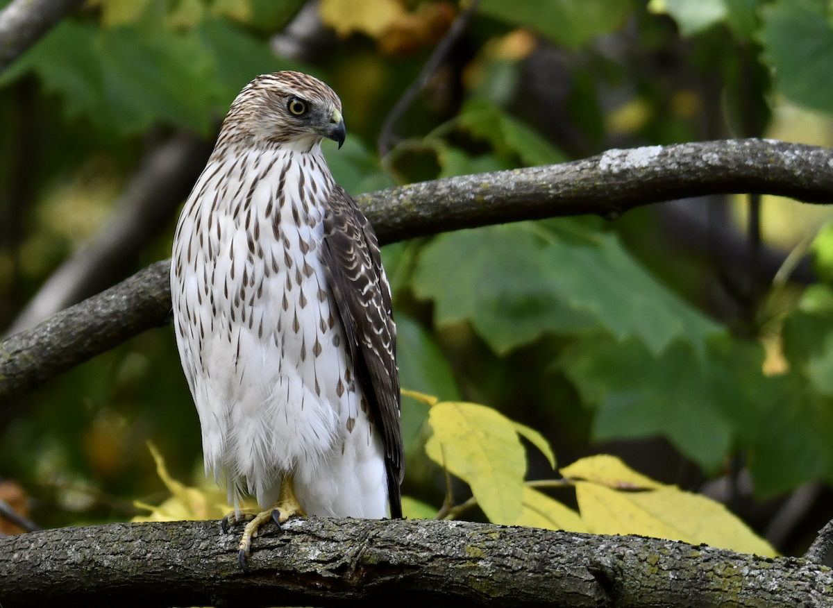 Cooper's Hawk - ML643732330