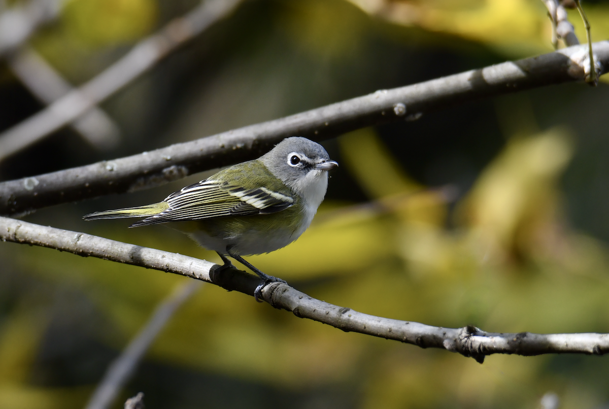 Blue-headed Vireo - ML643732331