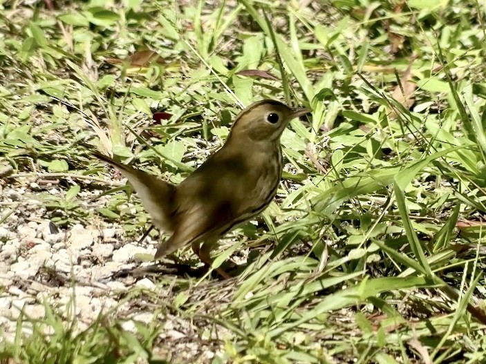 Paruline couronnée - ML643732340