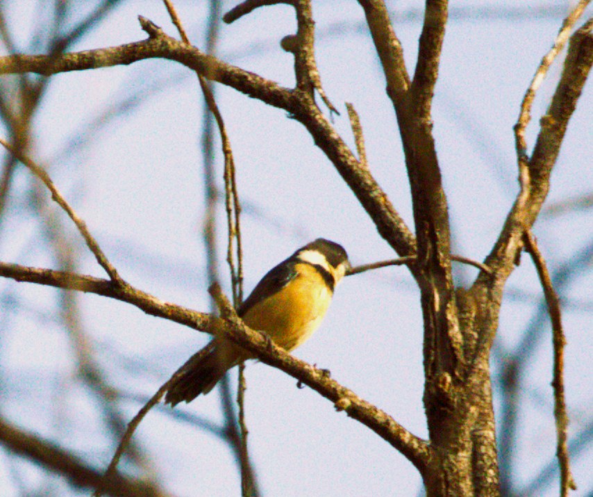 Cinnamon-rumped Seedeater - ML643732343