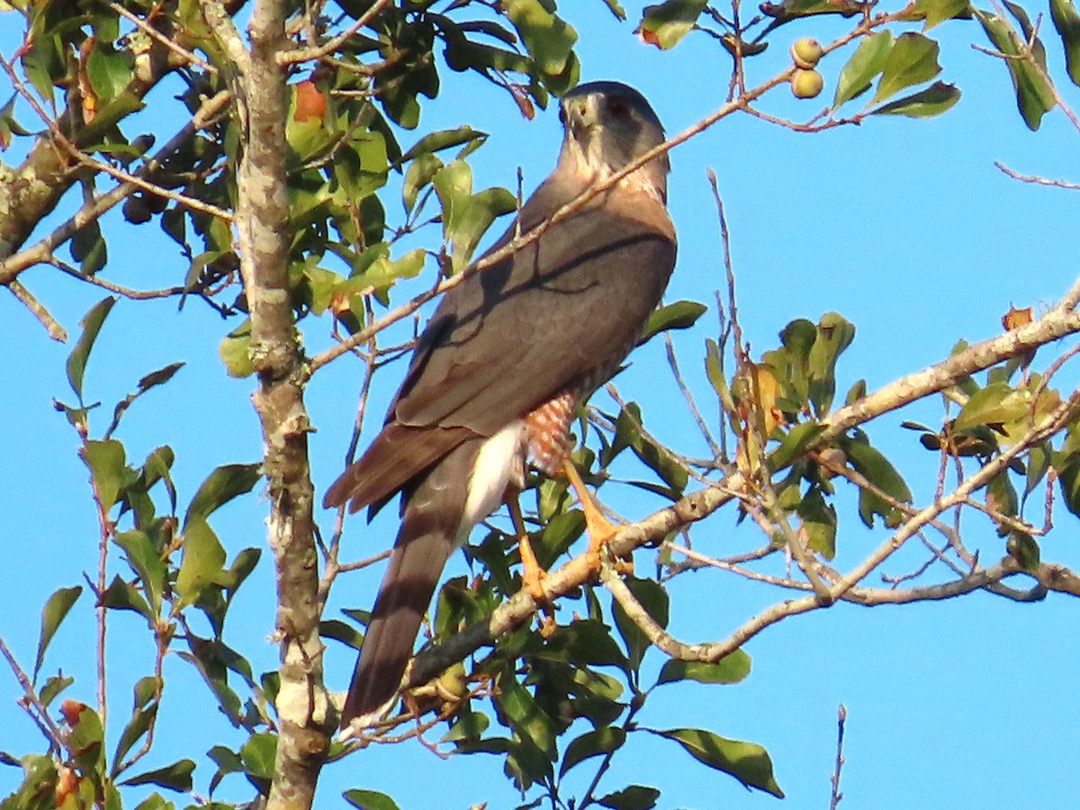 Cooper's Hawk - ML643732344