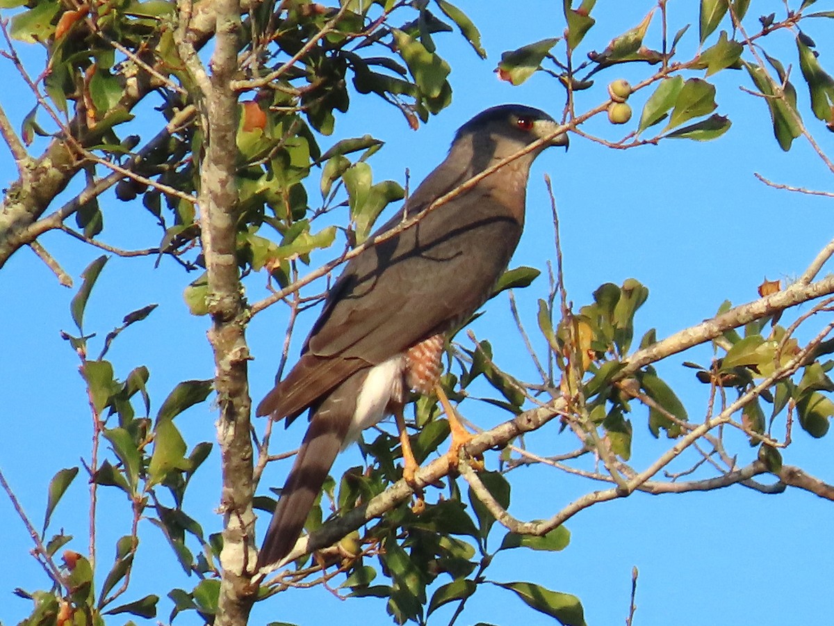 Cooper's Hawk - ML643732345