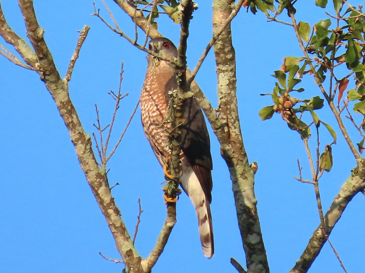 Cooper's Hawk - ML643732351