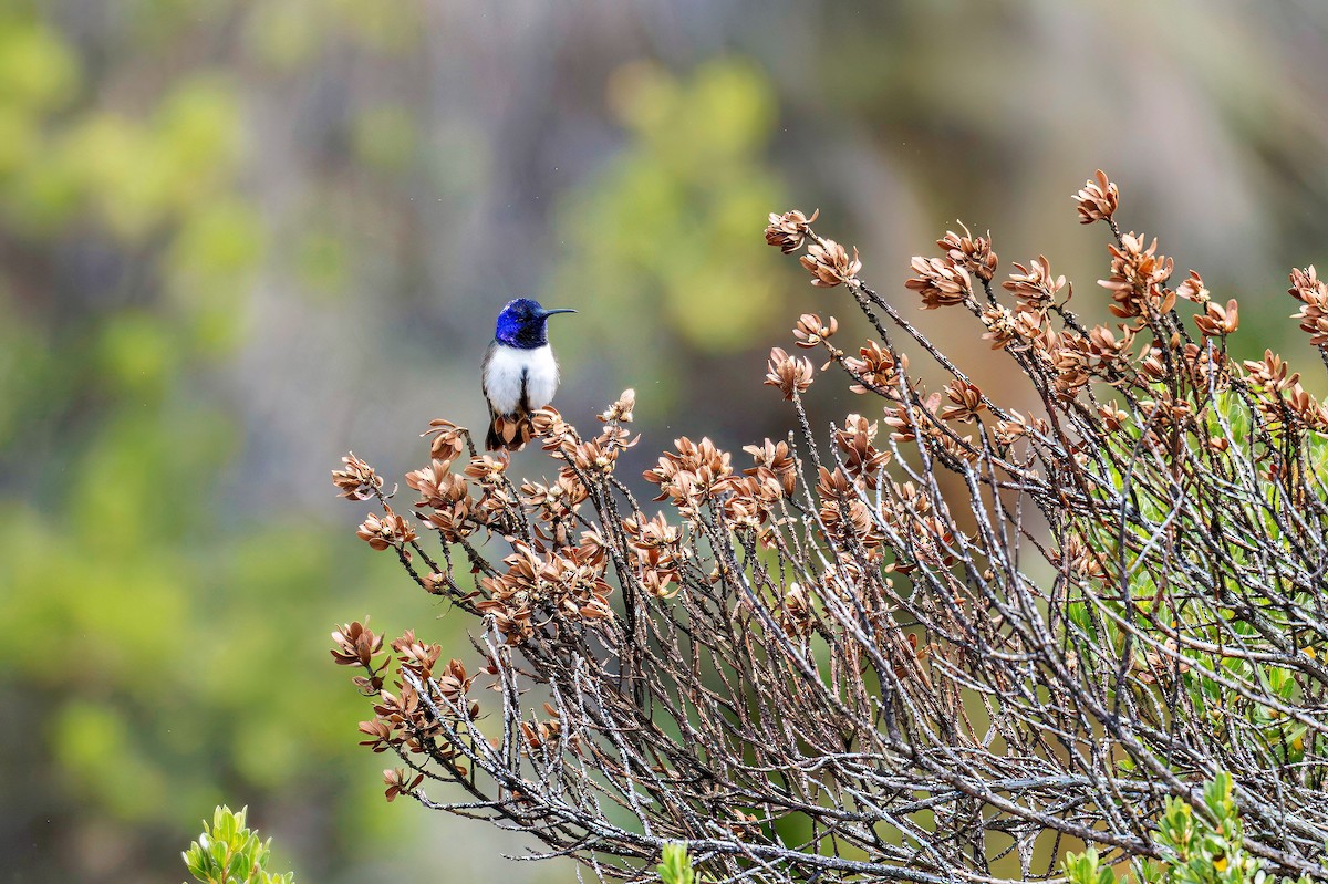 Ecuadorian Hillstar - ML643732354