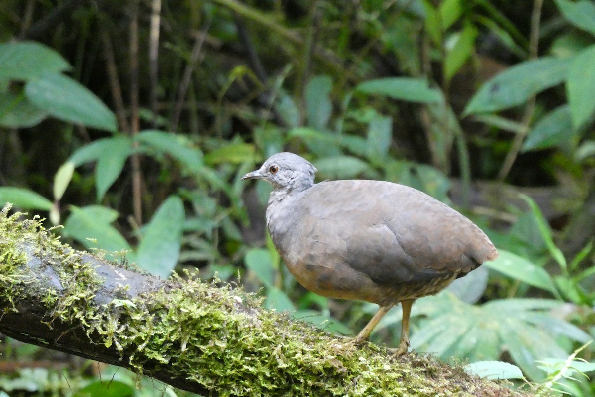 コシギダチョウ - ML643732359