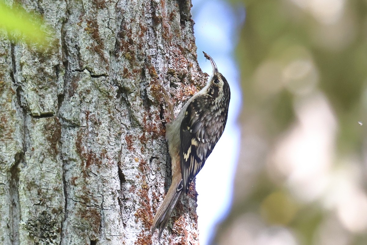 Brown Creeper - ML643732376