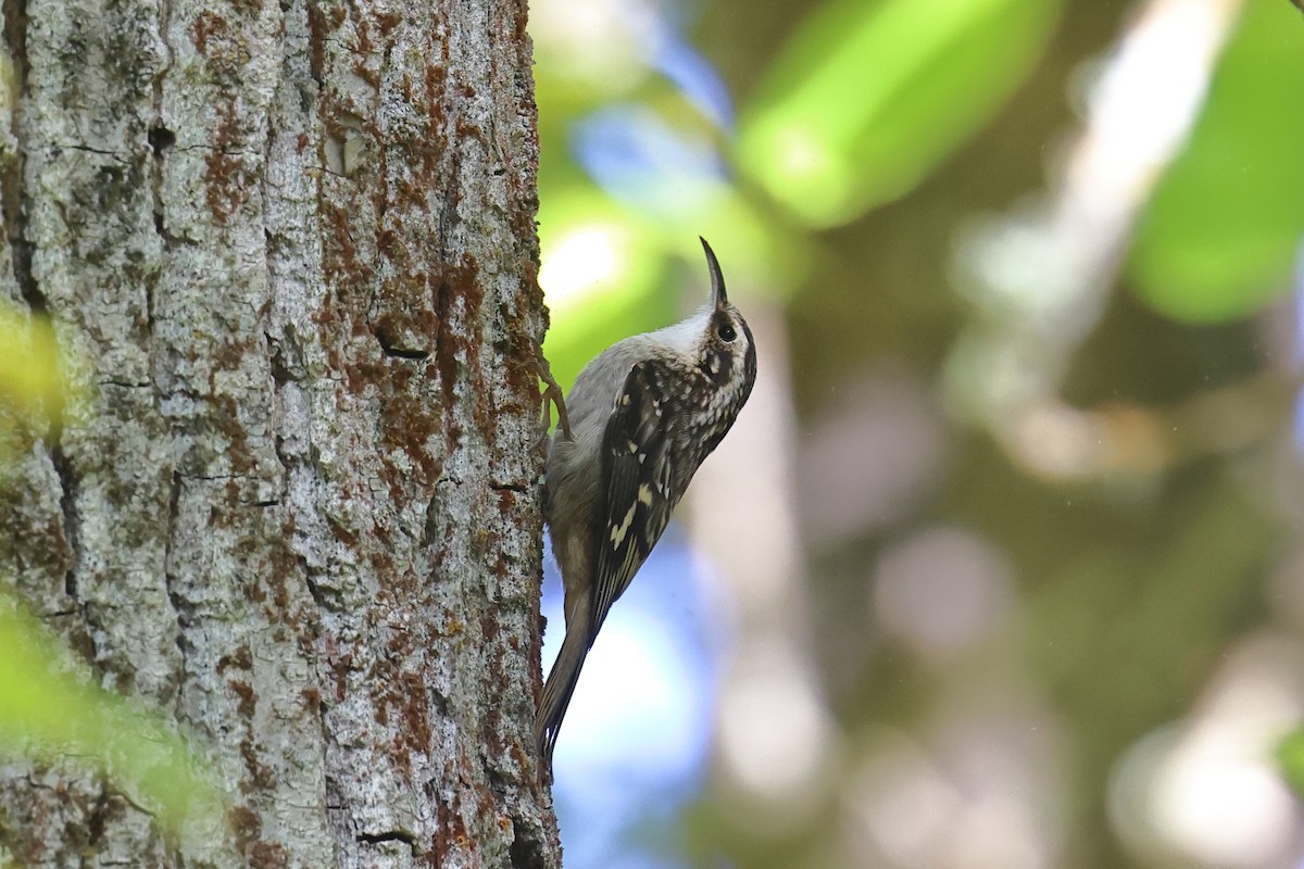 Brown Creeper - ML643732377