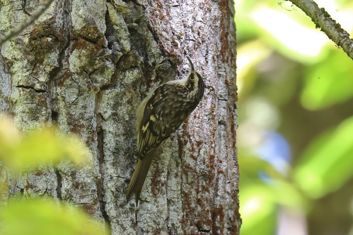 Brown Creeper - ML643732378