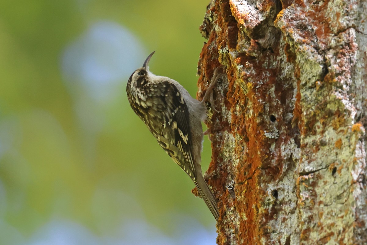 Brown Creeper - ML643732379