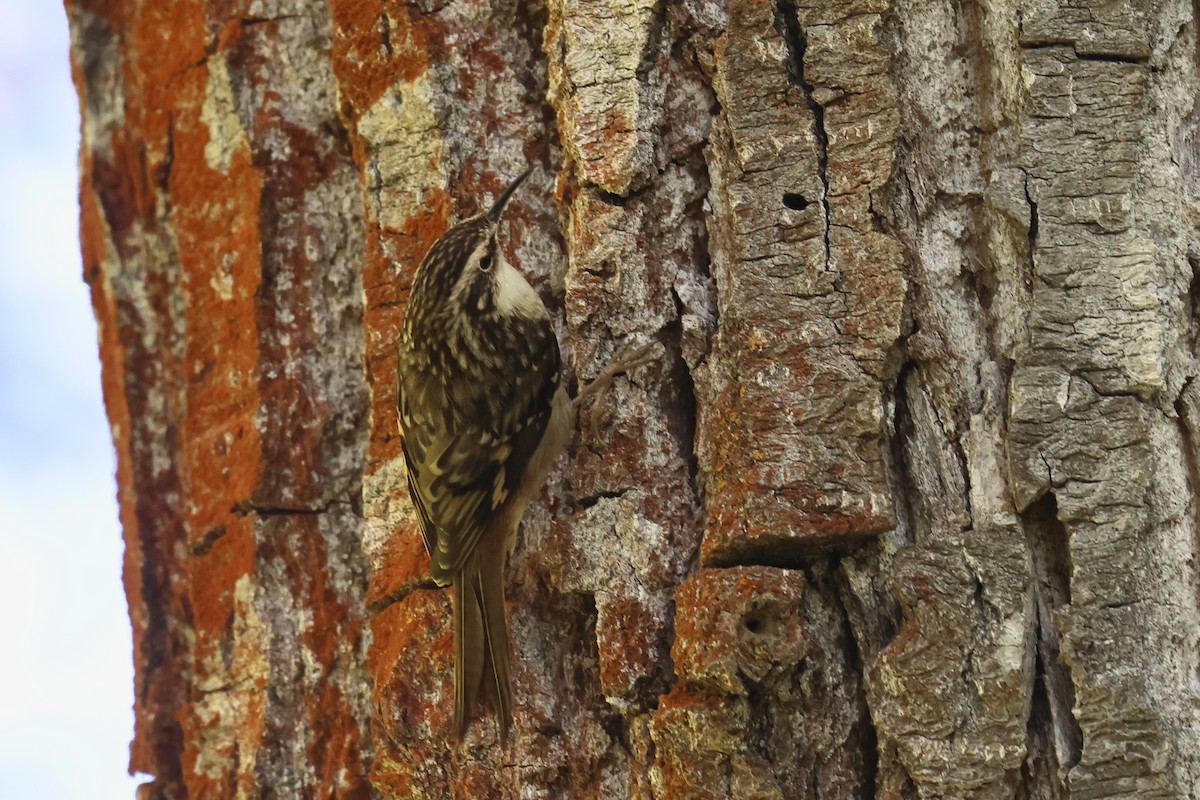 Brown Creeper - ML643732380