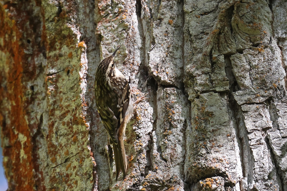 Brown Creeper - ML643732381