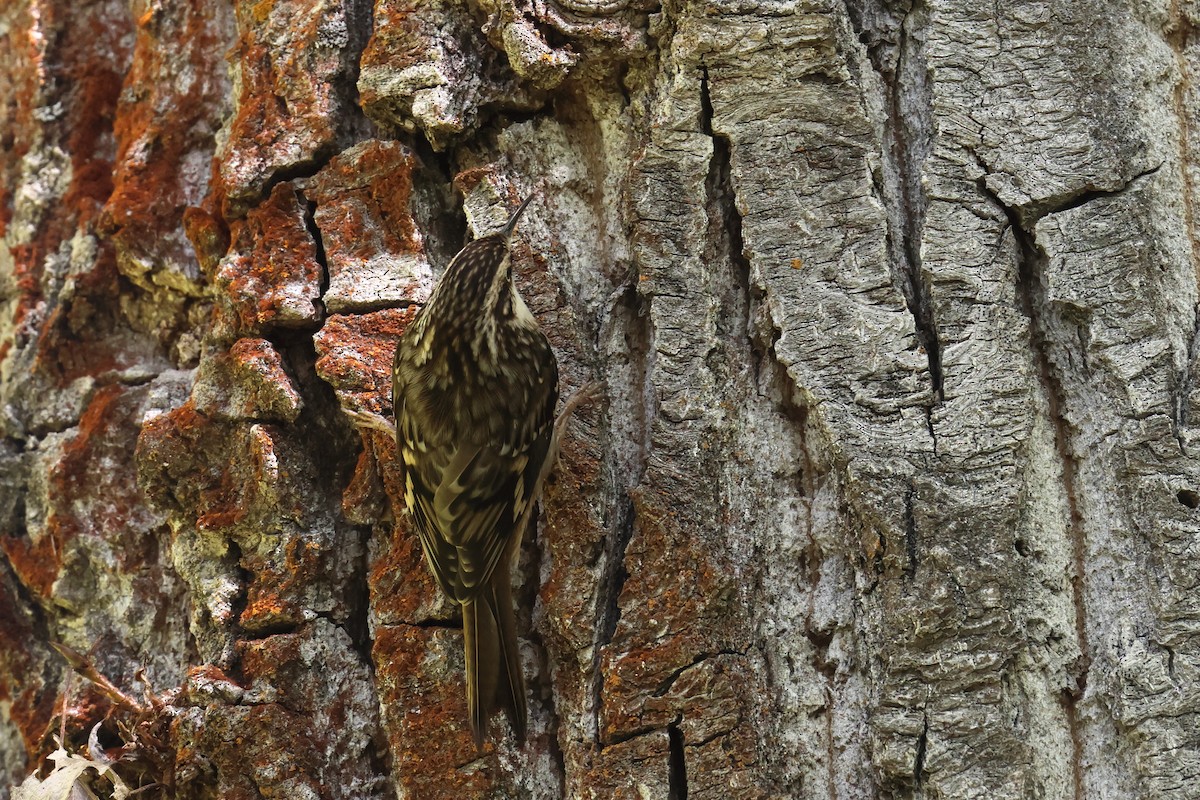 Brown Creeper - ML643732382