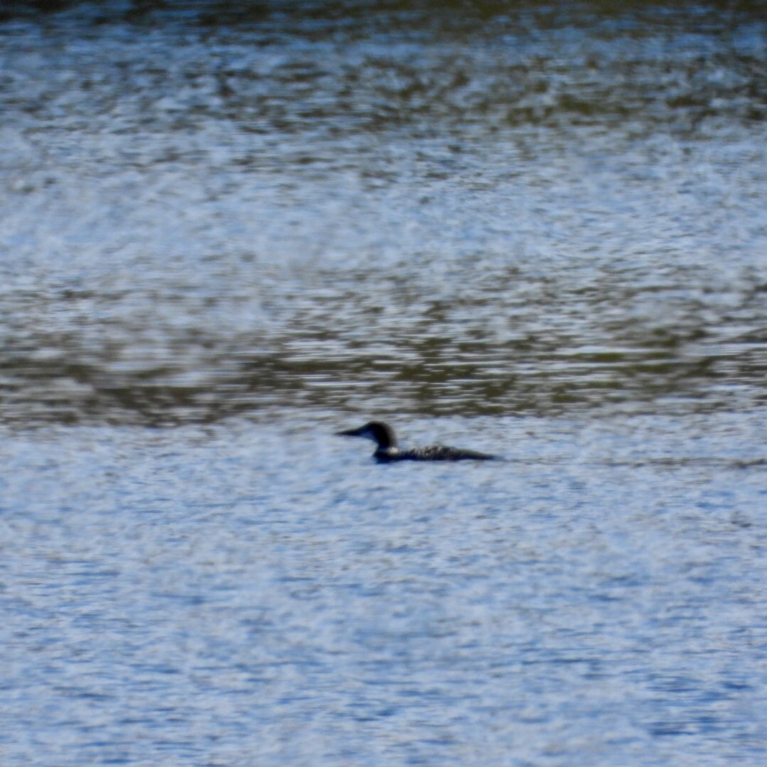 Common Loon - ML643732388