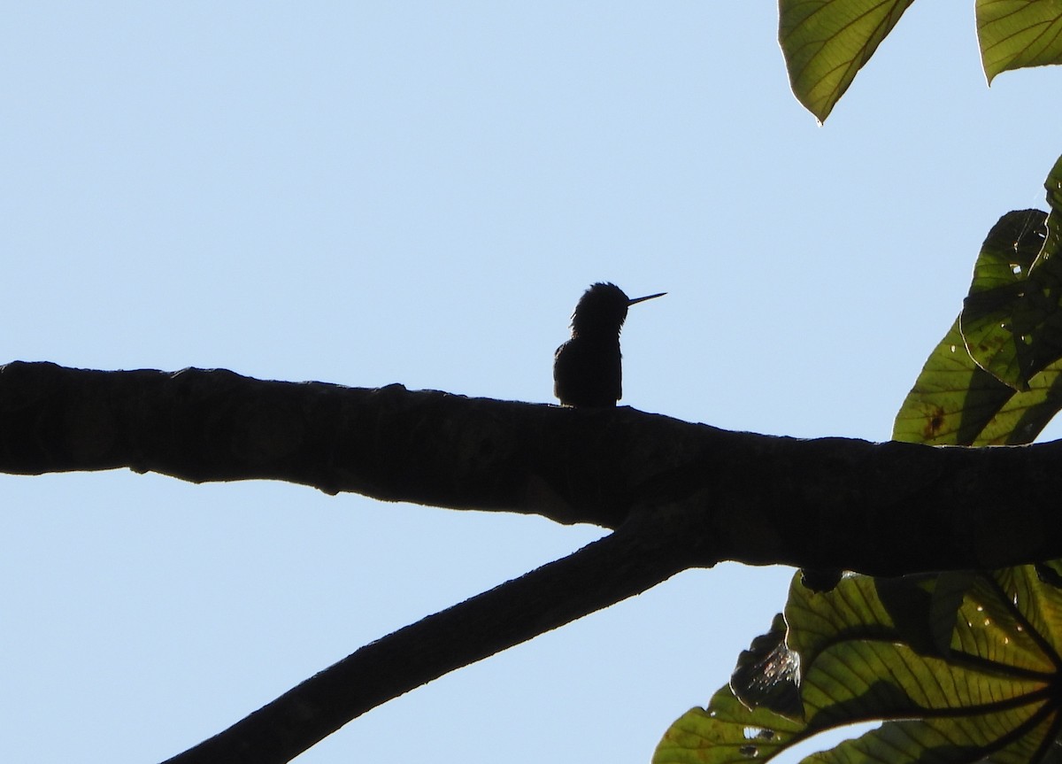 Blue-tailed Emerald - ML643732395