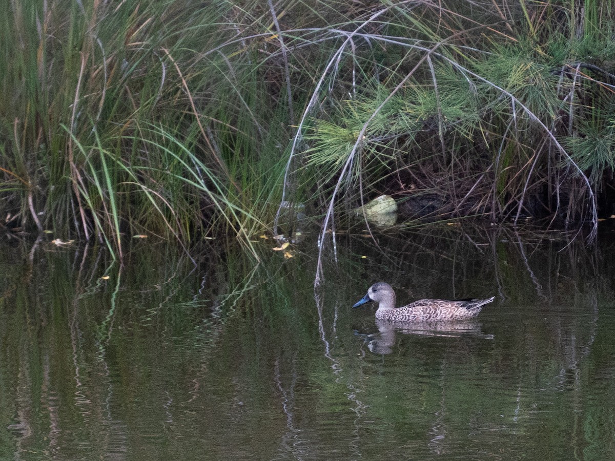 Blue-winged Teal - ML643732414