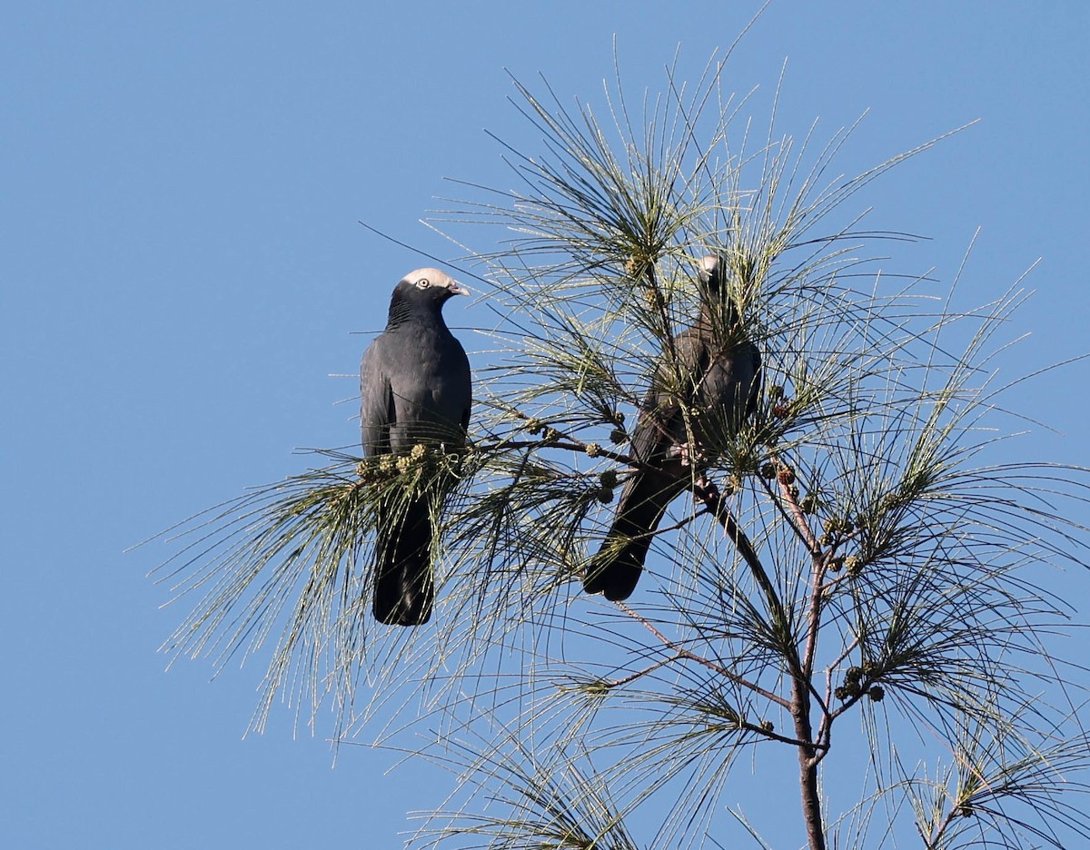 White-crowned Pigeon - ML643732417