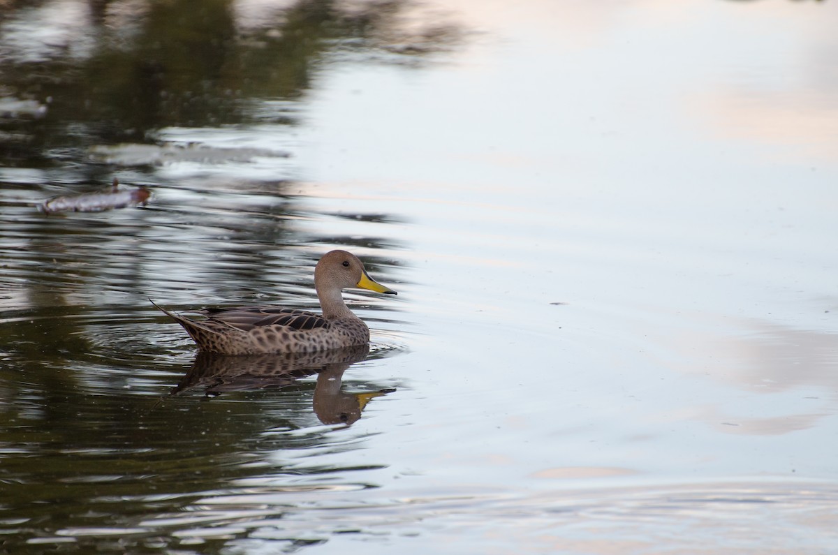 Yellow-billed Pintail - ML643732429