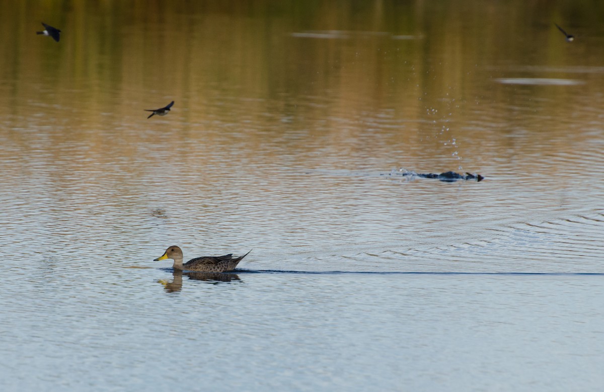 Yellow-billed Pintail - ML643732430