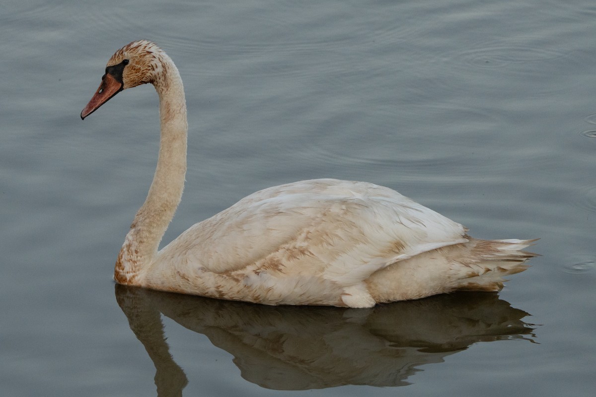 Mute Swan - ML643732433