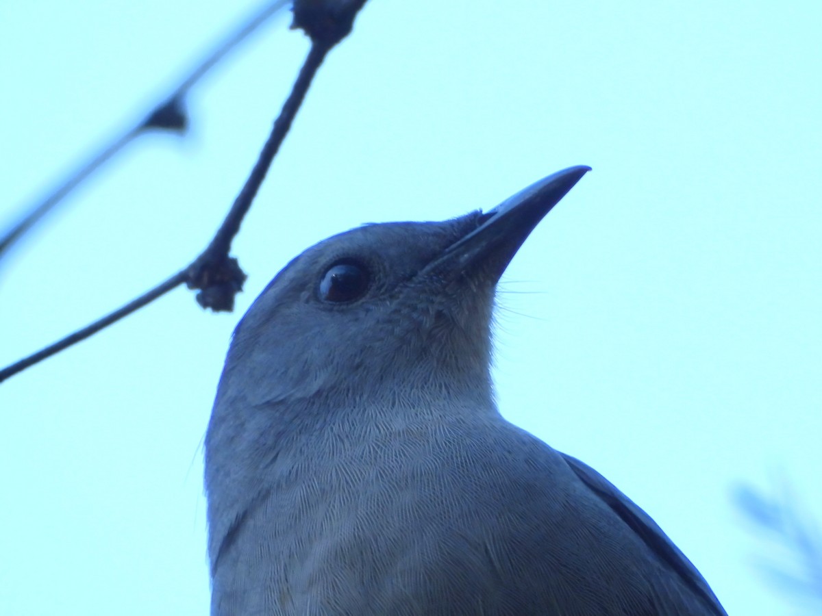Gray Catbird - ML643732448