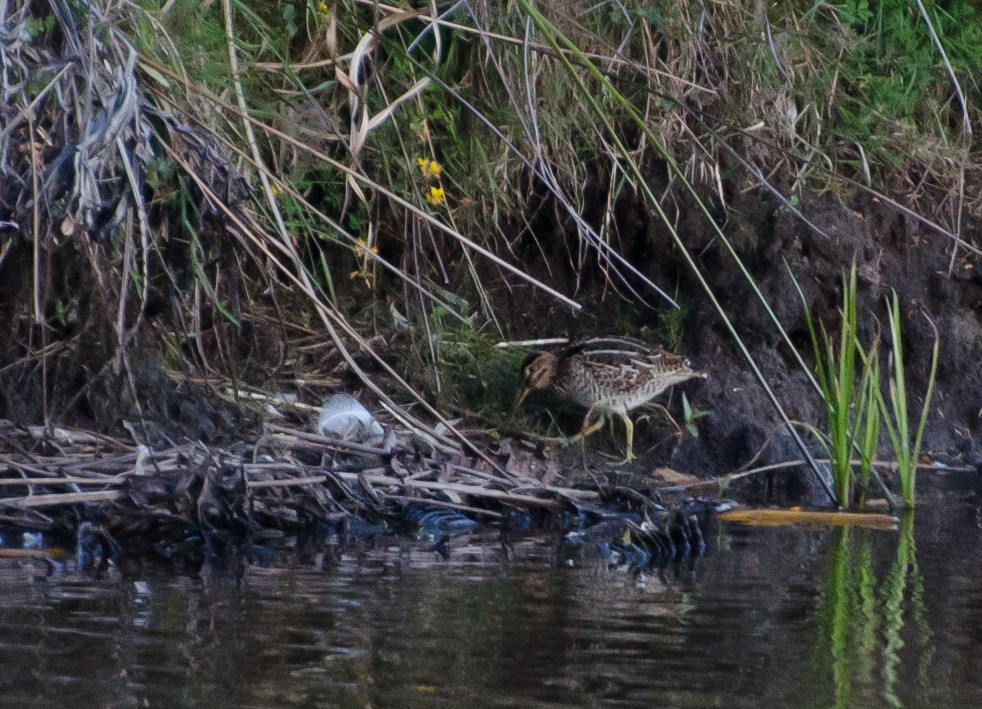 Magellanic Snipe - ML643732449