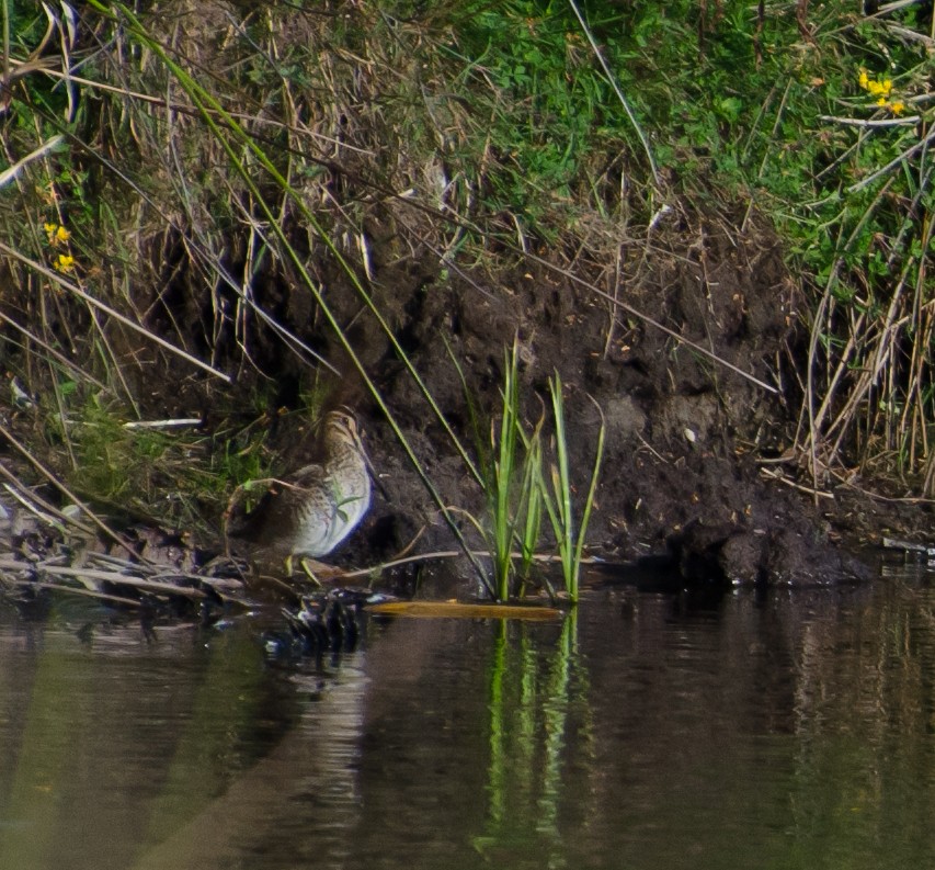 Magellanic Snipe - ML643732450