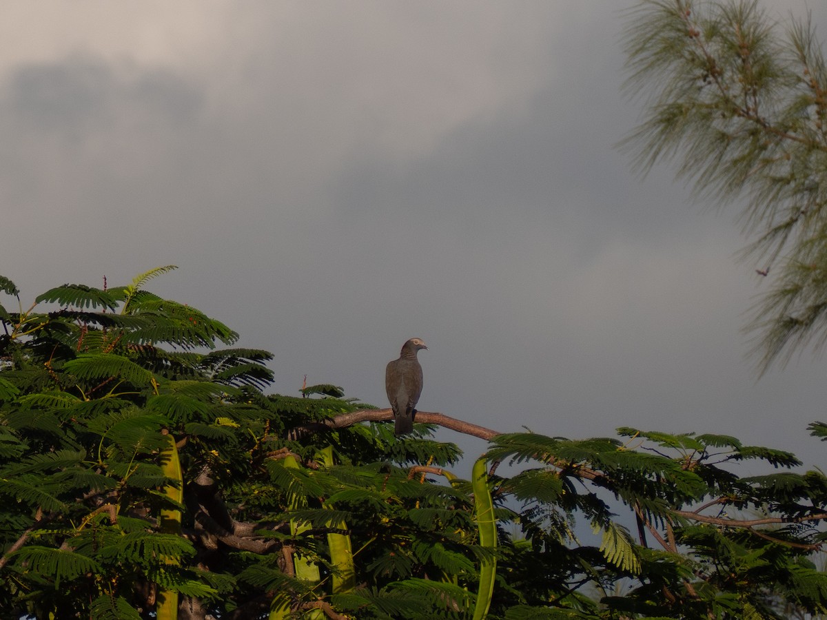 White-crowned Pigeon - ML643732456