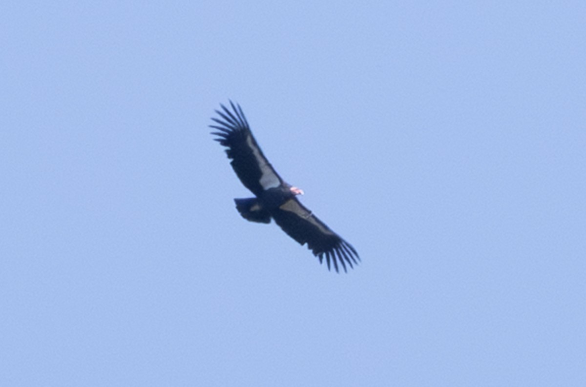 Condor de Californie - ML643732458