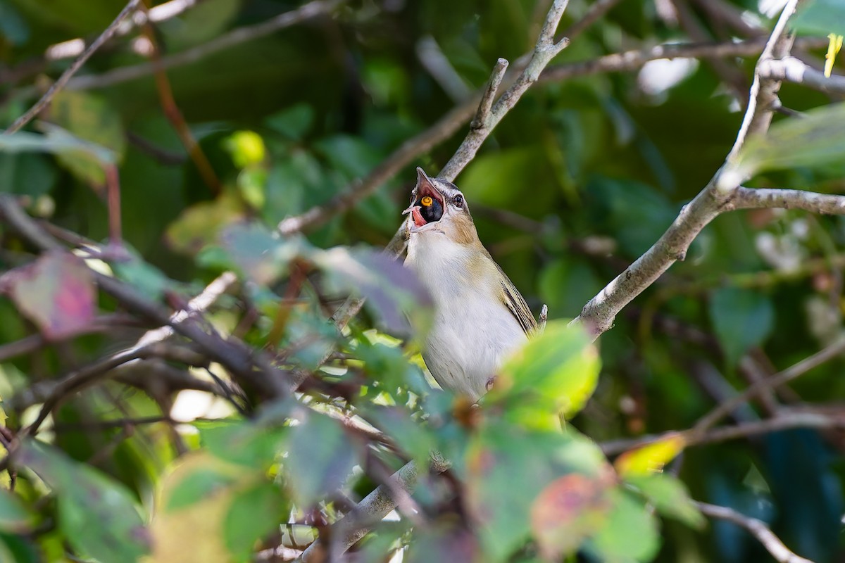 Viréo aux yeux rouges - ML643732460