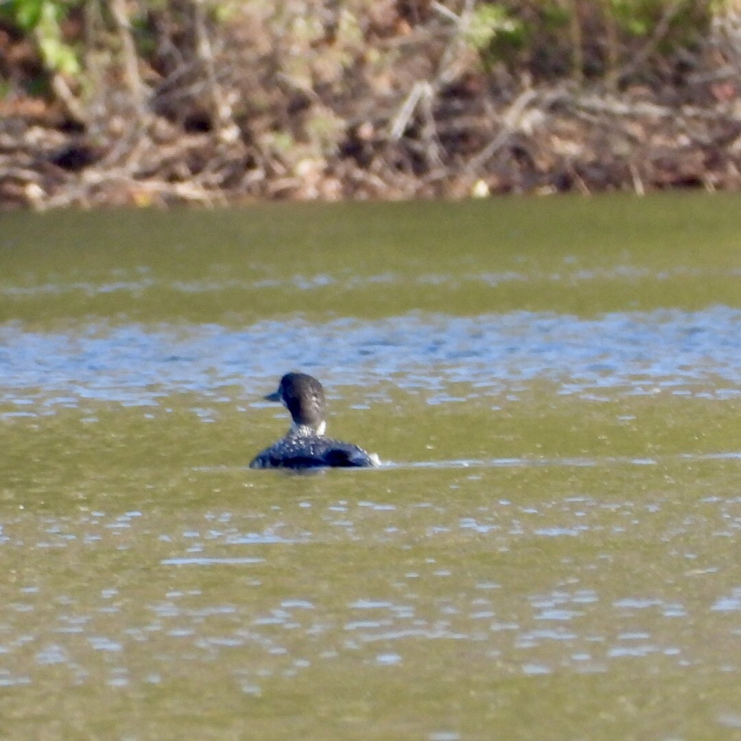 Common Loon - ML643732470