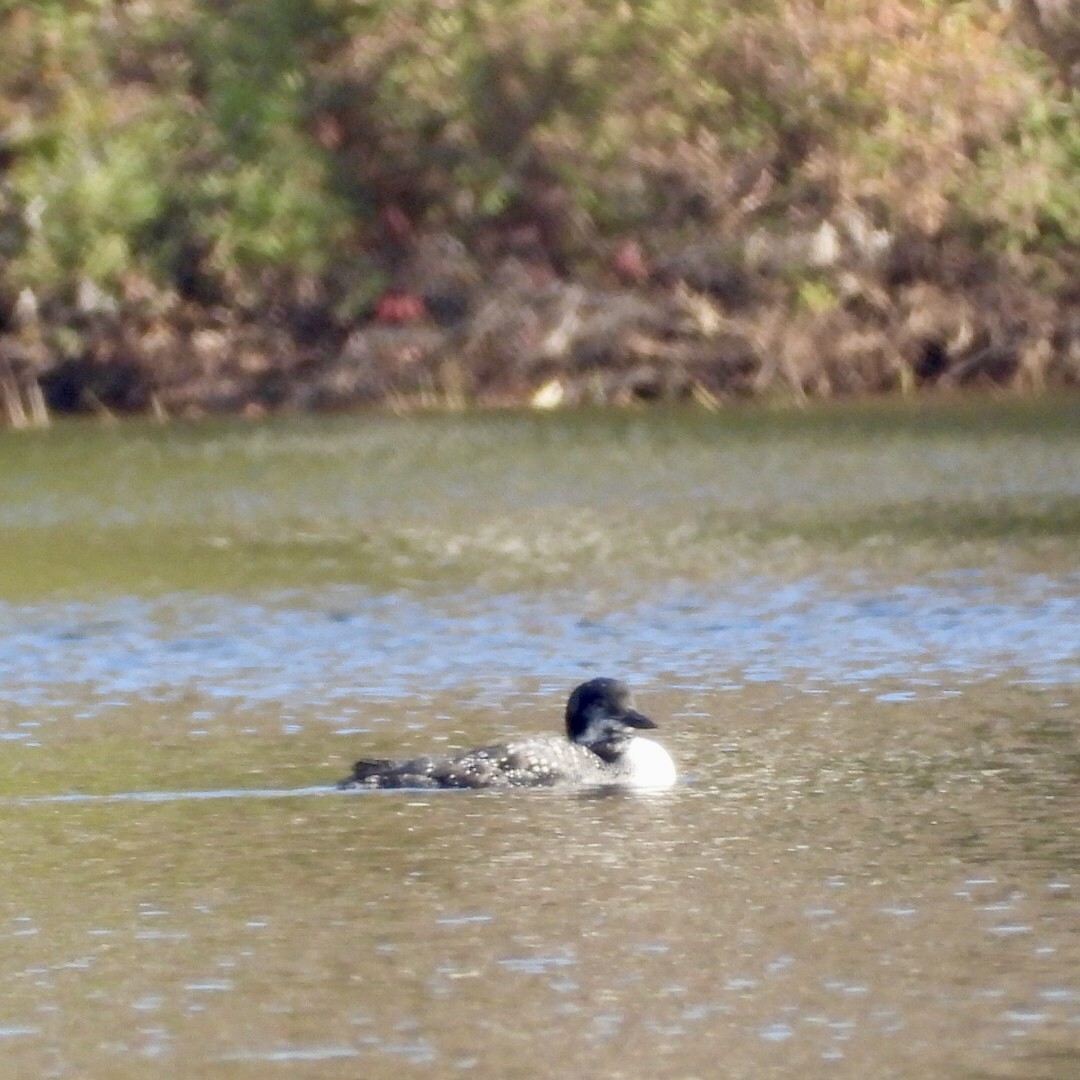Common Loon - ML643732471