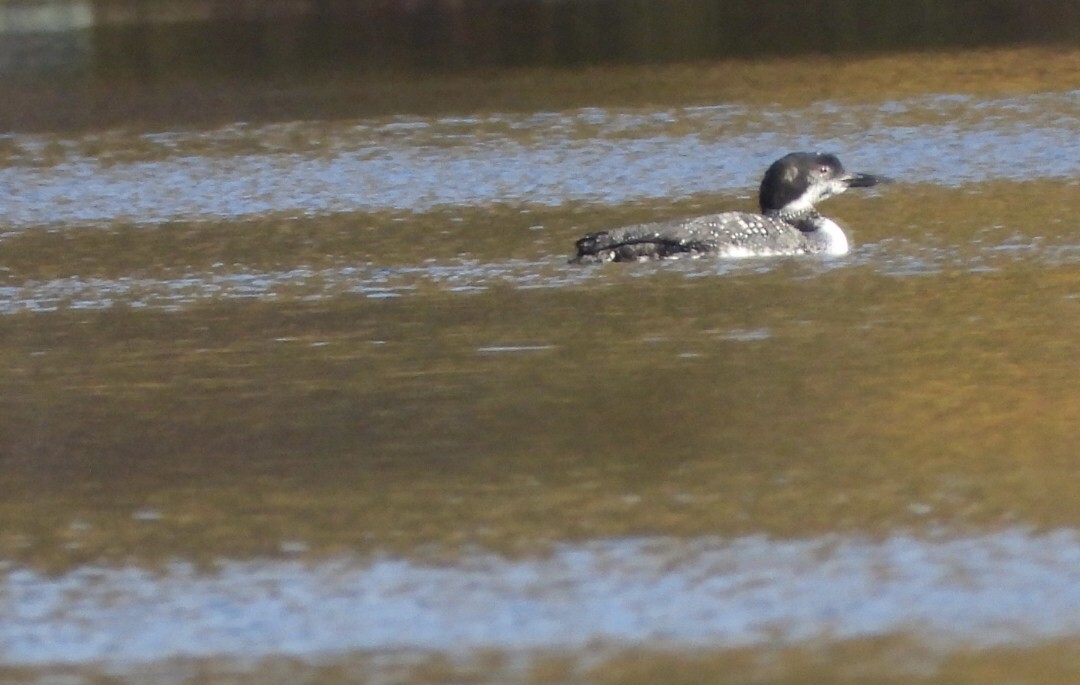 Common Loon - ML643732472