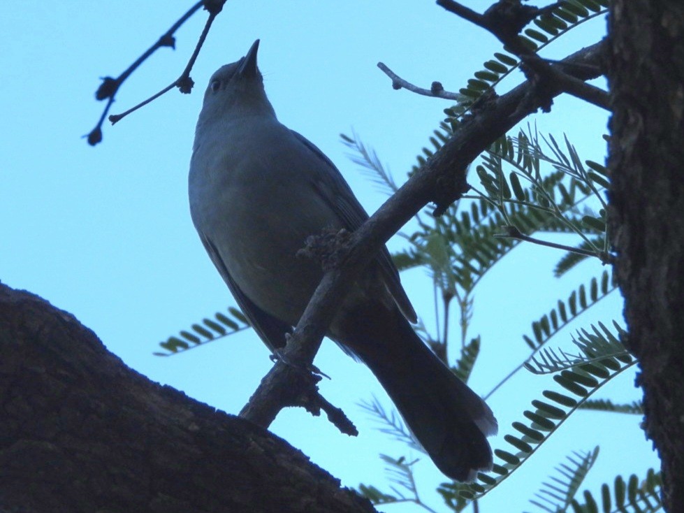 Gray Catbird - ML643732473
