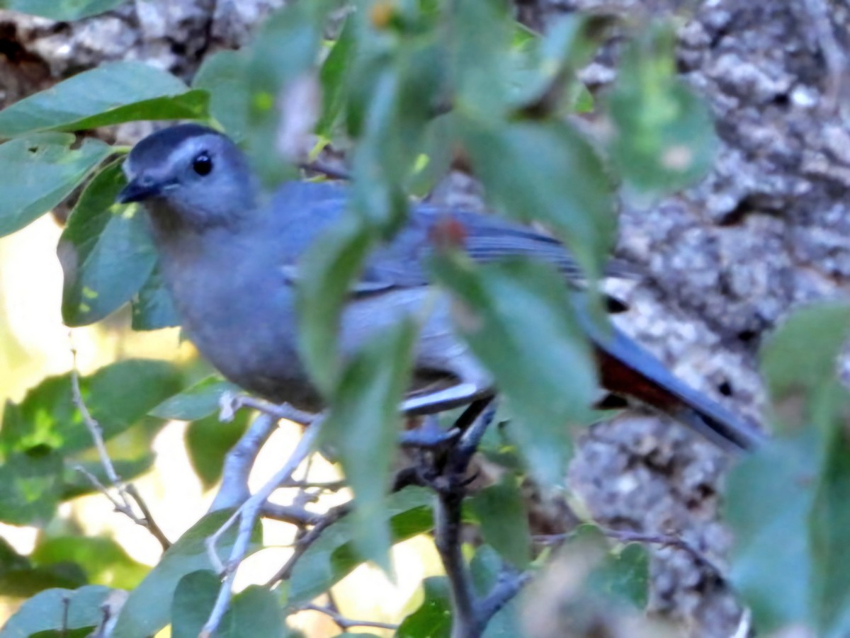Gray Catbird - ML643732474
