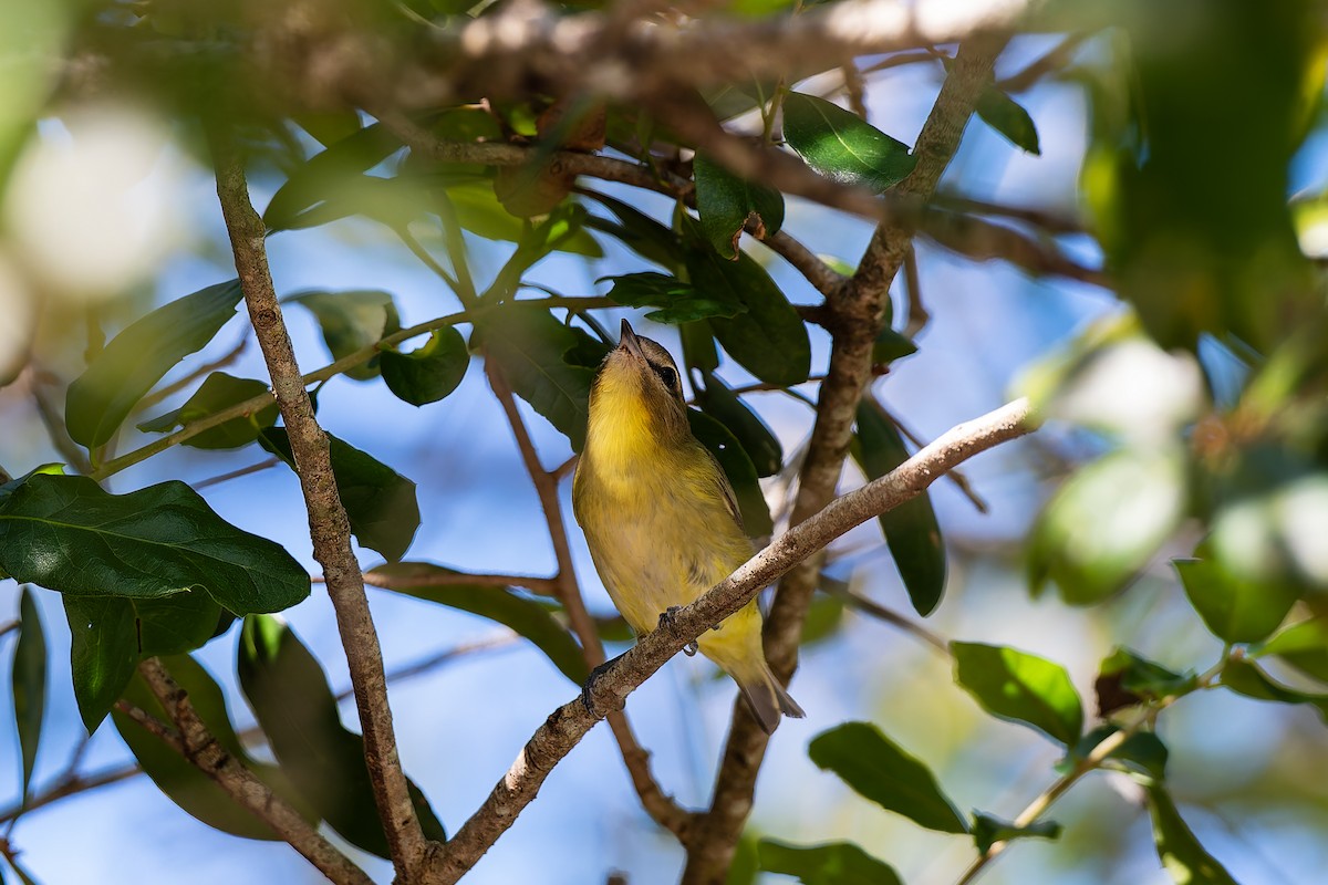 Philadelphia Vireo - ML643732489
