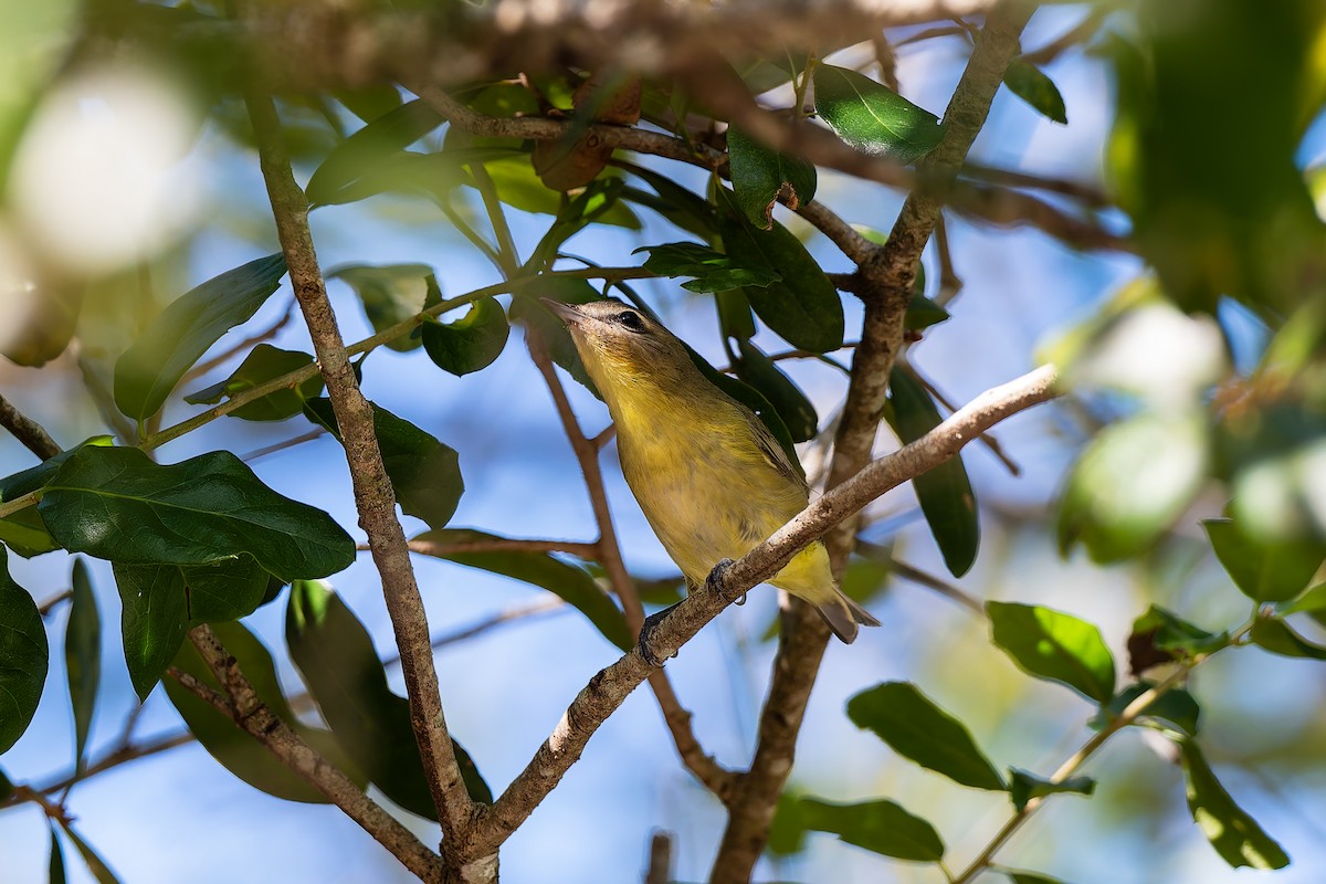 Philadelphia Vireo - ML643732490