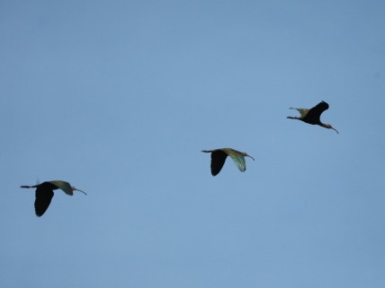 White-faced Ibis - ML643732513