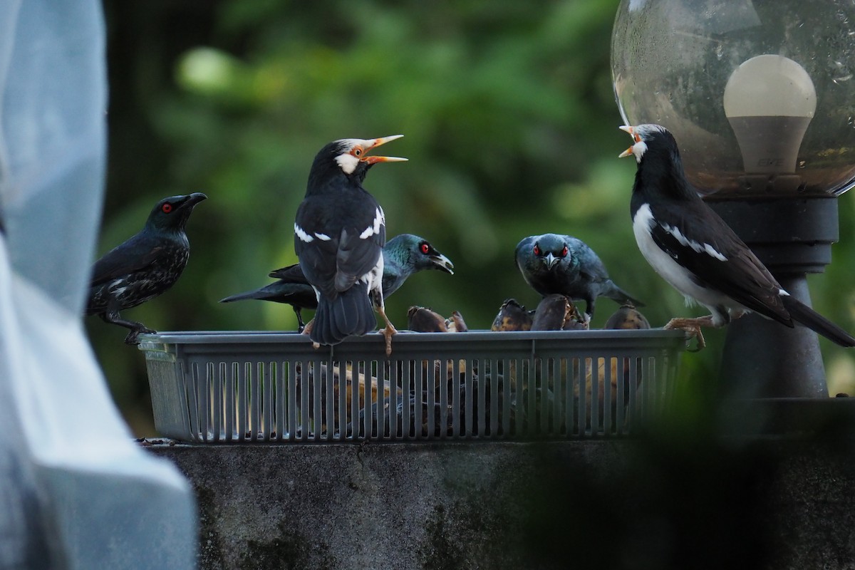 Asian Glossy Starling - ML643732516