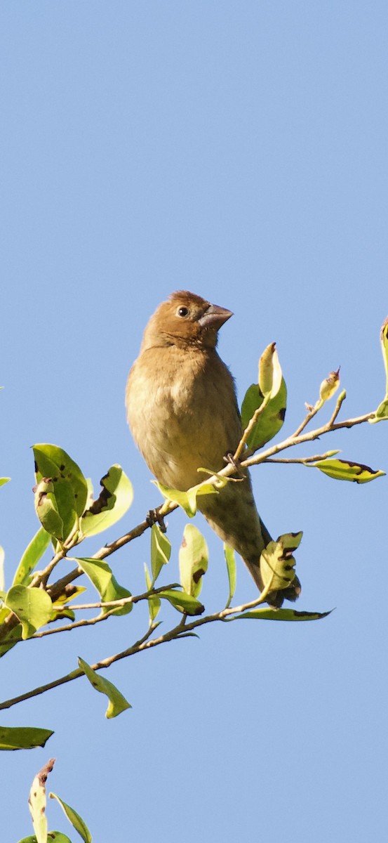 Blue Grosbeak - ML643732517