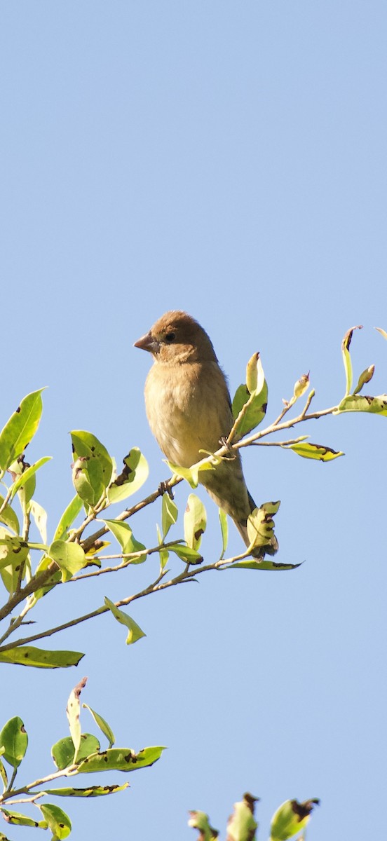 Blue Grosbeak - ML643732518