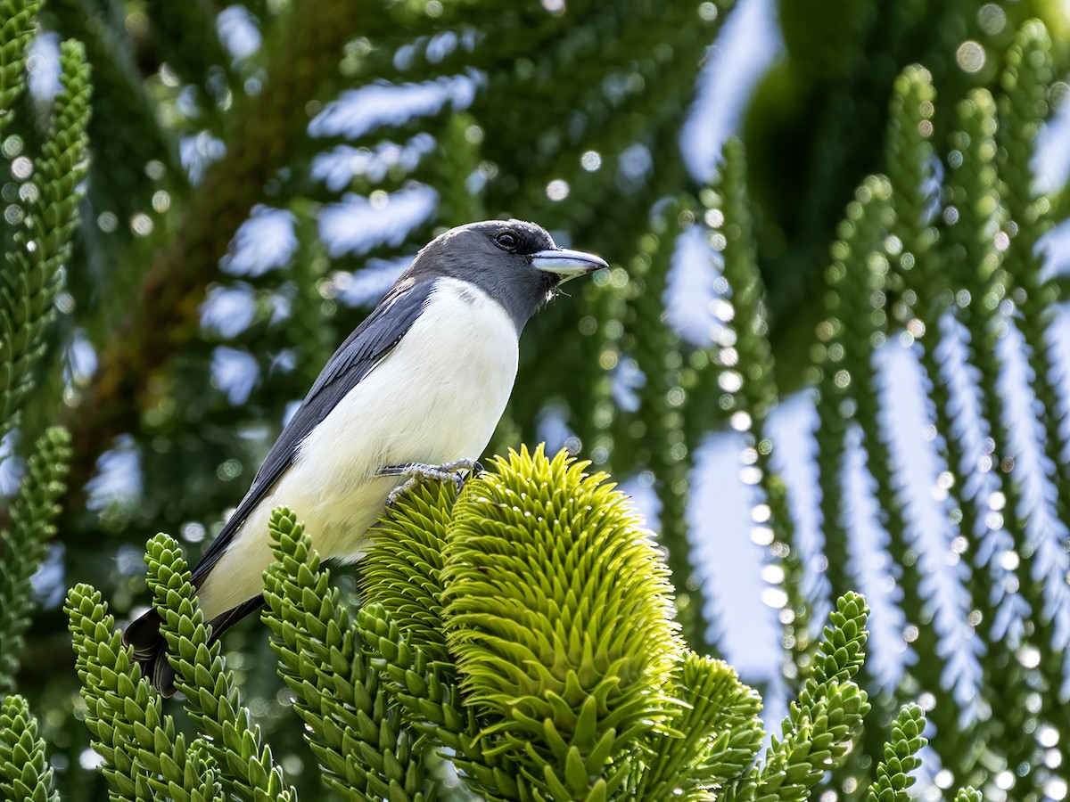 White-breasted Woodswallow - ML643732519