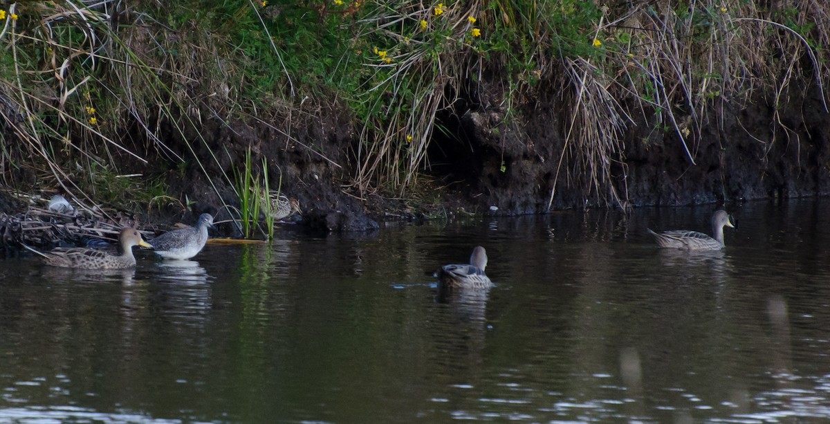 Yellow-billed Pintail - ML643732520