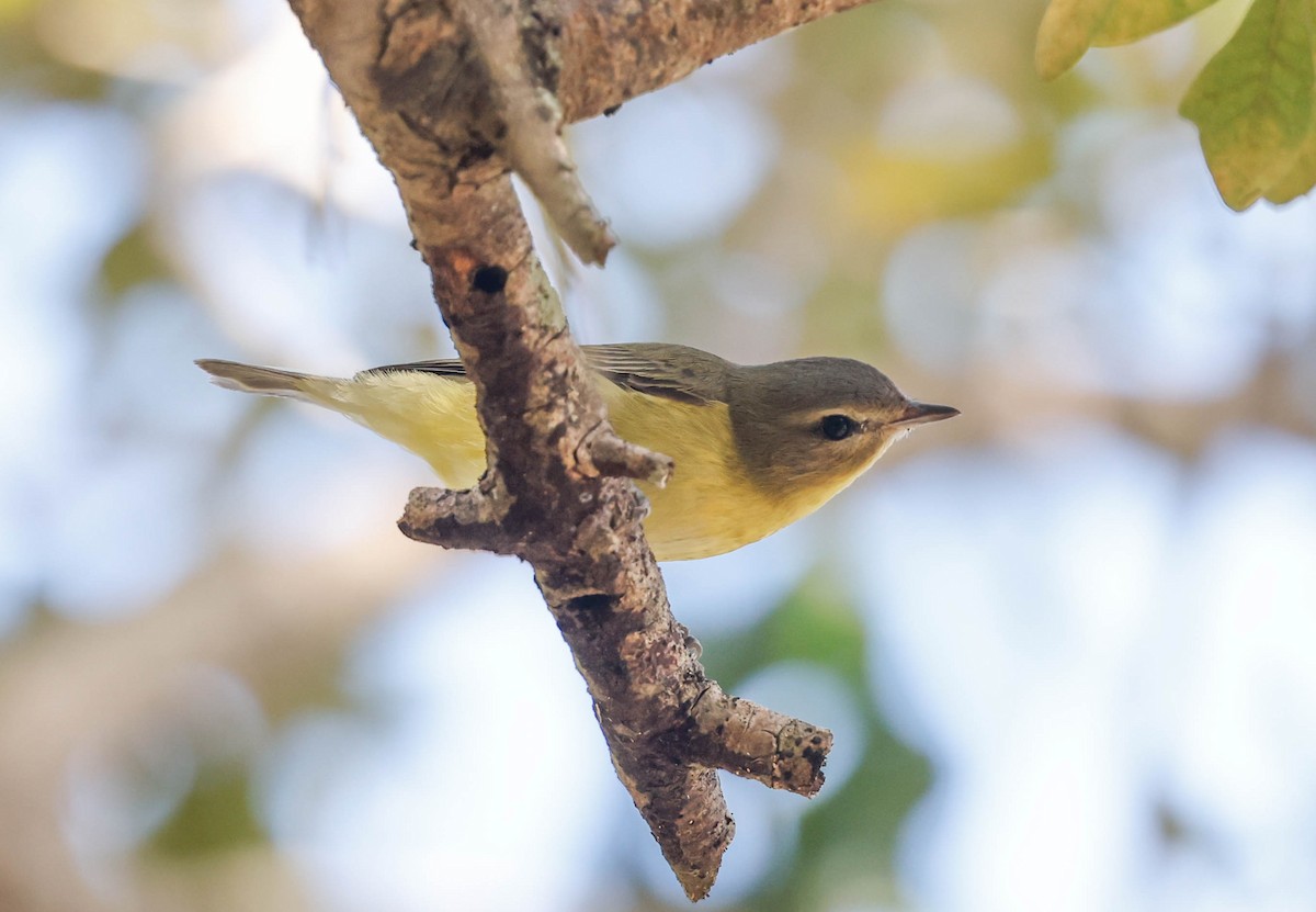 Yellow-throated Vireo - ML643732522
