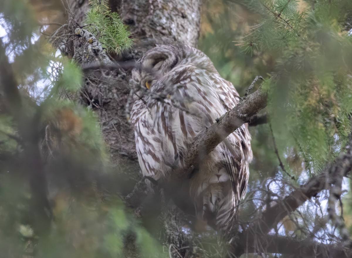 アメリカフクロウ - ML643732523