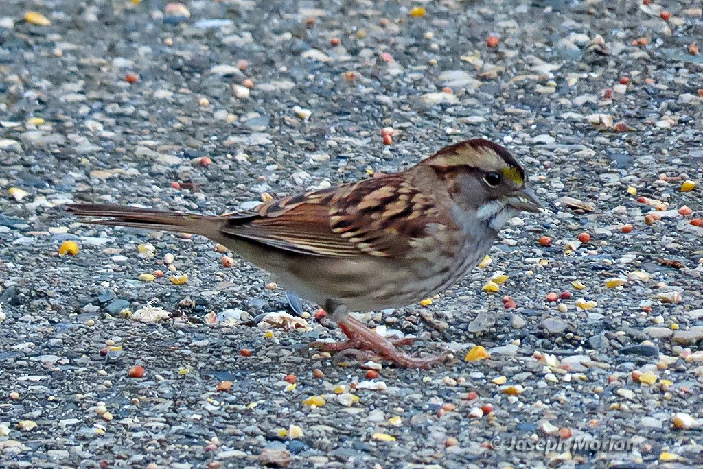 White-throated Sparrow - ML643732535